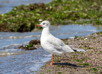 Close-up of a Black-headed Gull (Chroicocephalus ridibundus) on the seashore