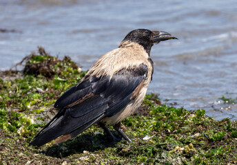 Close-up of a Hooded Crow (Corvus cornix) bird standing on the shore