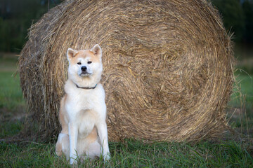 Akita Inu dog sitting near hay bale in countryside field