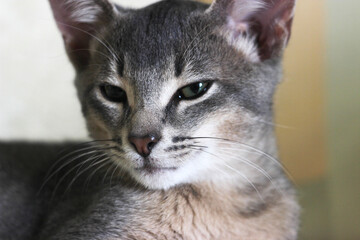 Abyssinian domestic kitten lying on the sofa