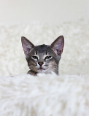 Abyssinian domestic kitten lying on the sofa