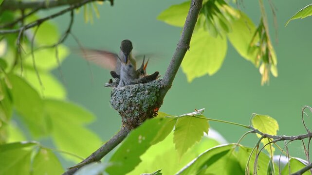 Black-chinned humming bird feeding its baby