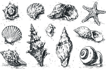 Collection of Hand-Drawn Seashells and Starfish on Textured Background