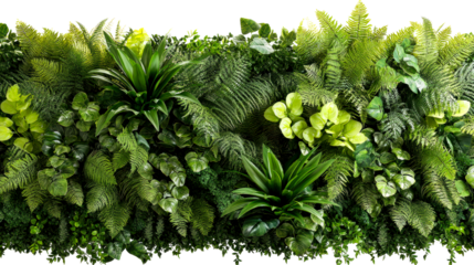 Lush vertical garden with various green foliage and ferns, cut out transparent