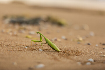 Green mantis on seaside, searching food, in a state of hunting