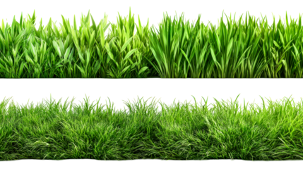 Two rows of lush green grass presented on a white background, cut out transparent