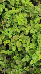 a collection of patchouli plants to be harvested 