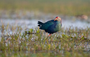 Obraz premium Swamp hen in its habitat in the wetlands. Close up, selective focus. 