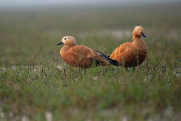 A pair of Ruddy shelduck in the grasslands. Close up, selective focus.