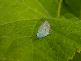 Close-up of a Small Gray Butterfly.