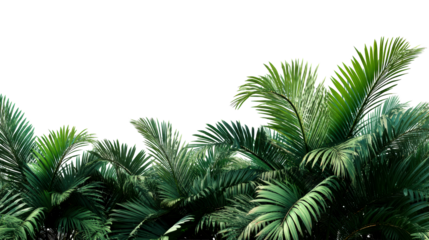 Lush green palm fronds fill the lower half of the frame against a white background, cut out transparent