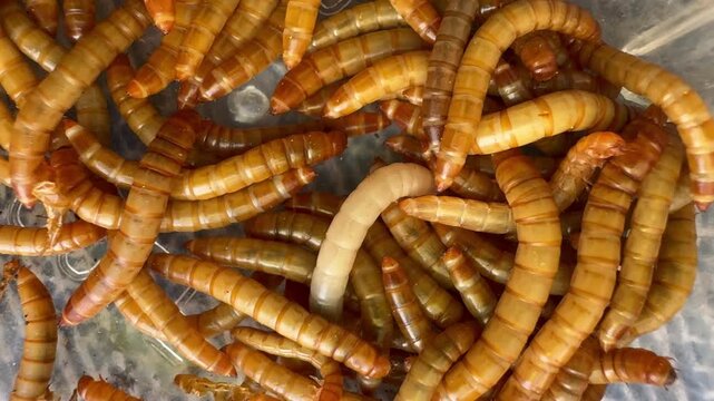 Group of wireworms larvae of the click beetles