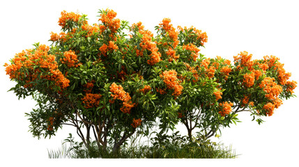 Vibrant bush with dense green foliage adorned with clusters of small orange blossoms, cut out transparent