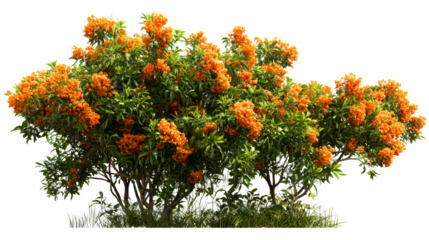 Vibrant bush with dense green foliage adorned with clusters of small orange blossoms, cut out transparent