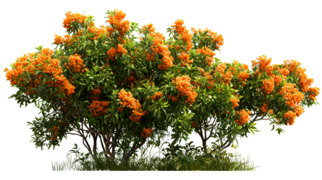 Vibrant bush with dense green foliage adorned with clusters of small orange blossoms, cut out transparent