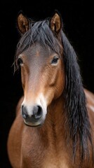 Fototapeta premium Close-up of a wet wild horse mane blowing in the wind during heavy rain, dark background 