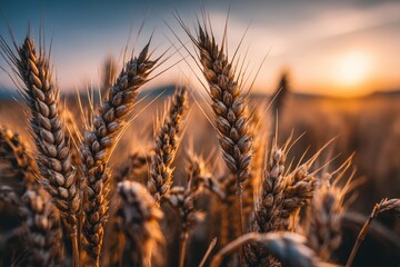 Golden wheat field at sunset. Close-up of ripe ears
