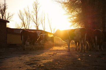 Cows grazing under the warm glow of sunset in a tranquil farm environment
