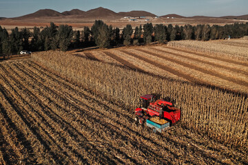 Corn harvest in a vast farmland with hills in the background near sunset