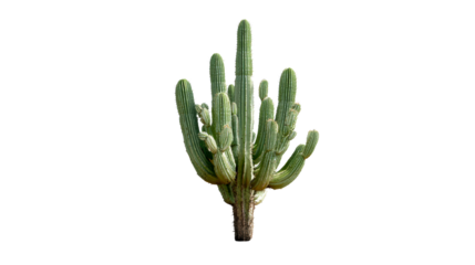 Large Cereus Cactus with Multiple Stems and Budding Flowers, cut out transparent