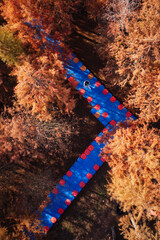 Stunning aerial view of cypress trees in autumn showcasing vibrant colors