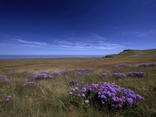 Obraz premium Vast field, purple flowers, clear sky