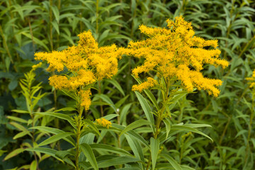 Blühende Riesen-Goldrute (Solidago gigantea) begegnet auf der Schwäbischen Alb