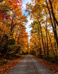 Obraz premium Autumnal forest road