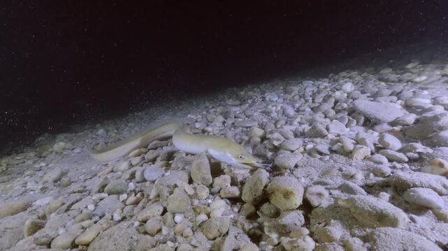 Underwater footage of a European eel (Anguilla anguilla) feeding on a dead fish in its natural freshwater habitat, highlighting scavenger behavior and aquatic ecosystem dynamics.