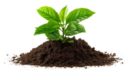 Young green plant growing from rich soil mound on white background, cut out transparent
