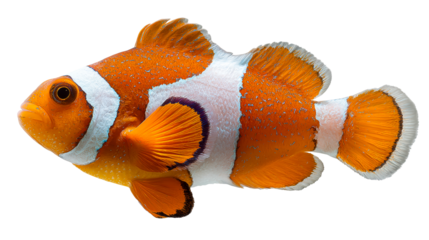 Orange and white clownfish swimming in clear water, cut out transparent