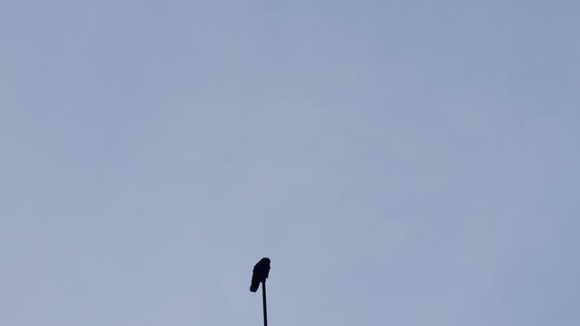Crow Standing on Pipe