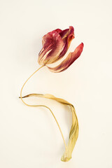 Close-Up of a Dried Tulip Flower