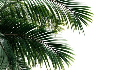 Close-up view of vibrant green palm fronds against a clean white background, cut out transparent