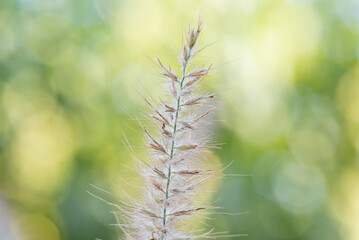 Spikelet of ornamental grass on a blurred green background.