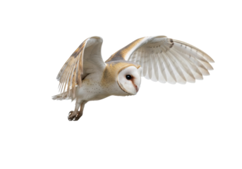 Adult spectral barn owl mid-glide with silky pale cream feathers, large dark eyes, talons retracted, against transparent studio background, concept of silent predatory grace
