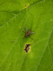 Macro Shot of a Fly on a Green Leaf