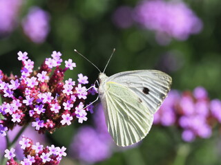 Large white butterfly on purple verbena flowers