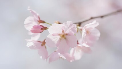 Fototapeta premium A close - up of delicate pink cherry blossoms, with light petals and fine stamens, showing the romance and vitality of spring.