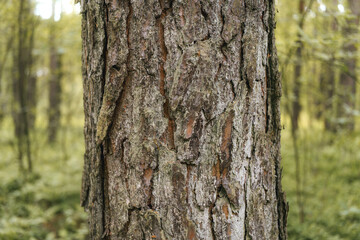Macro detail of cracked bark on old tree