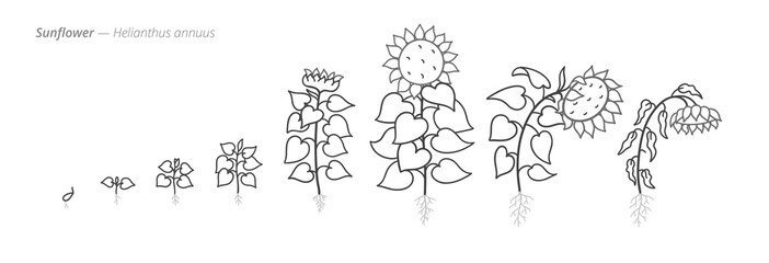 Sunflower Life Cycle - Botanical monochrome black and white hand drawn vector Illustration