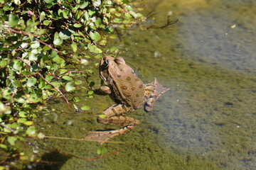 La grenouille