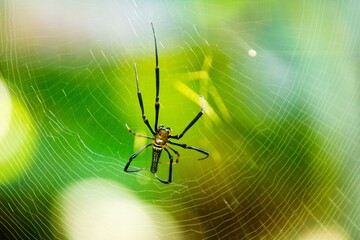 Beautiful macro insect photography with sharp focus