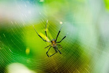 Beautiful macro insect photography with sharp focus