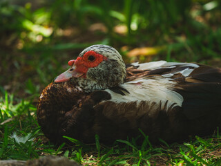 cute duck by the river
