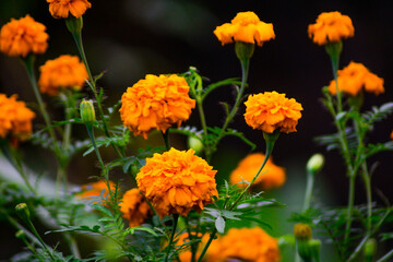 Beautiful macro insect photography with sharp focus