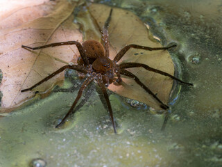 dangerous spider on lake surface