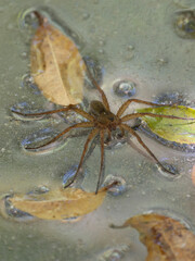 dangerous spider on lake surface