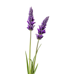 Naklejka premium a lavender flower isolated on a transparent background