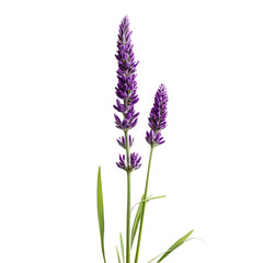 Naklejka premium a lavender flower isolated on a transparent background